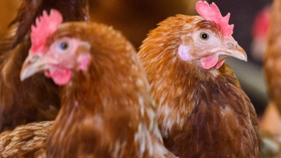 Ein mit dem Vogelgrippevirus H5N5 infizierter Mensch ist in den USA gestorben. (Symbolbild) (Foto: Julian Stratenschulte/dpa)