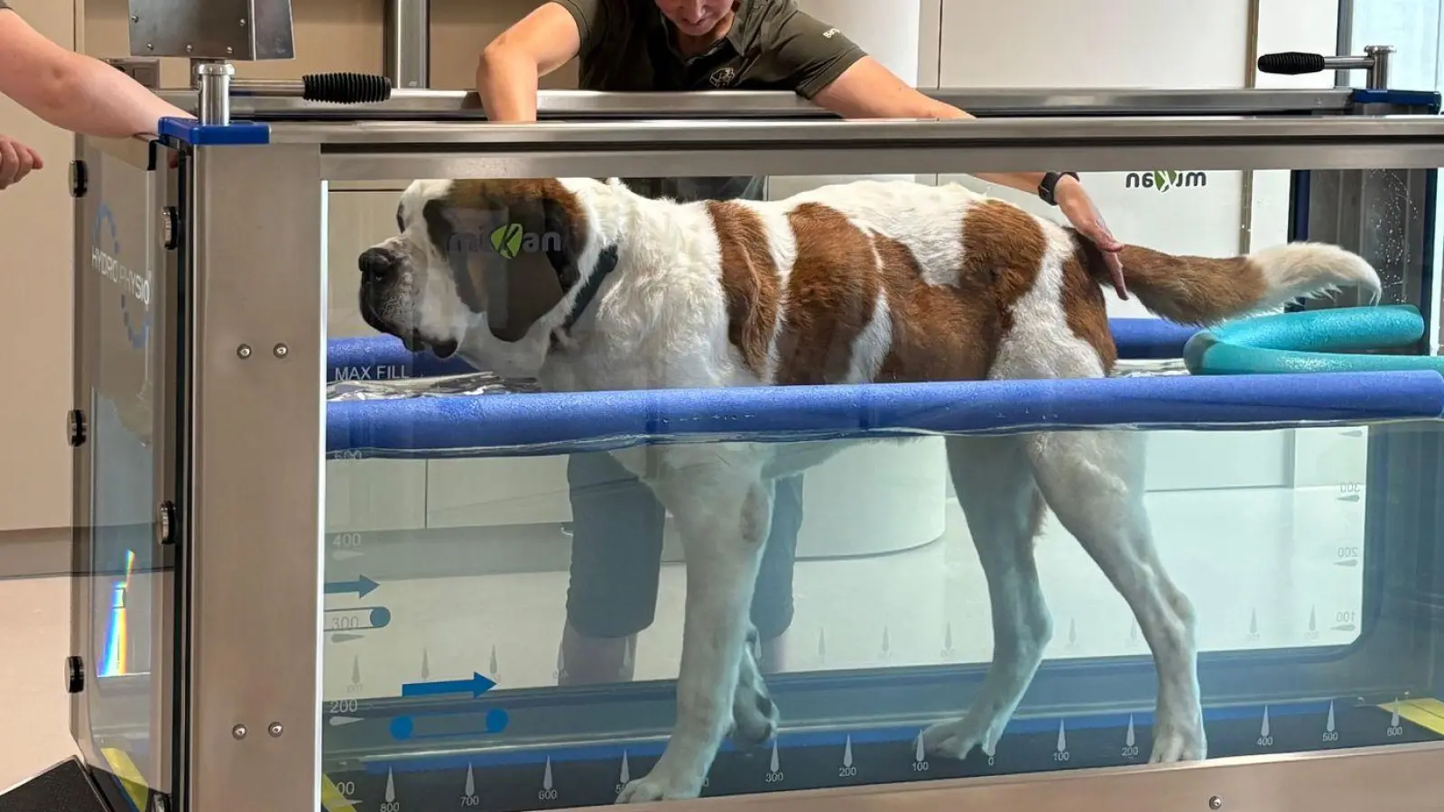 Im „Barryland“ können Besucher die tägliche Pflege der Hunde live miterleben. (Foto: Christiane Oelrich/dpa)