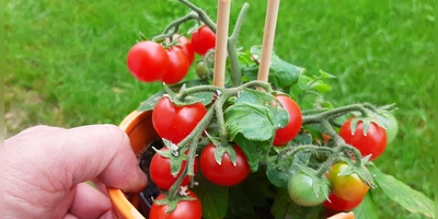 Tomaten kann man im Beet oder auch in Töpfen anbauen, ernten und genießen. (Foto: Christian Treffer)