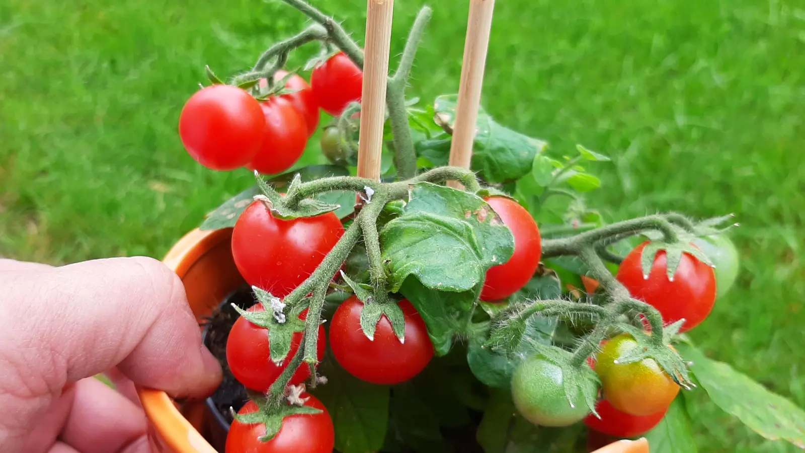 Tomaten kann man im Beet oder auch in Töpfen anbauen, ernten und genießen. (Foto: Christian Treffer)