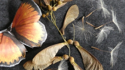 Luft kann man nicht sehen, aber was durch sie fliegt: ein Stillleben zum Jahresthema des Bereichs „Natur und Struktur“, arrangiert von Susanne Wolf. (Foto: Susanne Wolf)