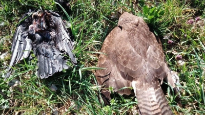 Zwei tote Vögel im oberbayerischen Landkreis Pfaffenhofen - auch sie könnten vergiftet worden sein. (Archivbild)  (Foto: -/Landratsamt Pfaffenhofen an der Ilm/dpa)