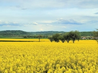 Die schönste Jahreszeit - gesehen bei Lohr (Foto: Heinz Schopf)