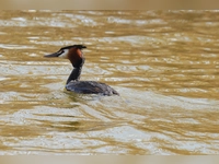 Flotter Schwimmer - gesehen am Lindleinsee. (Foto: Erika Brown)