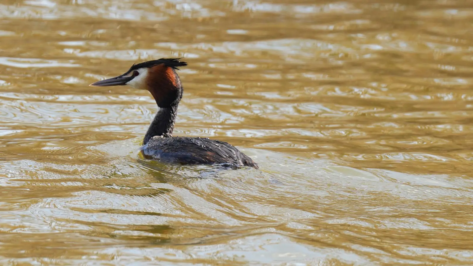Flotter Schwimmer - gesehen am Lindleinsee. (Foto: Erika Brown)