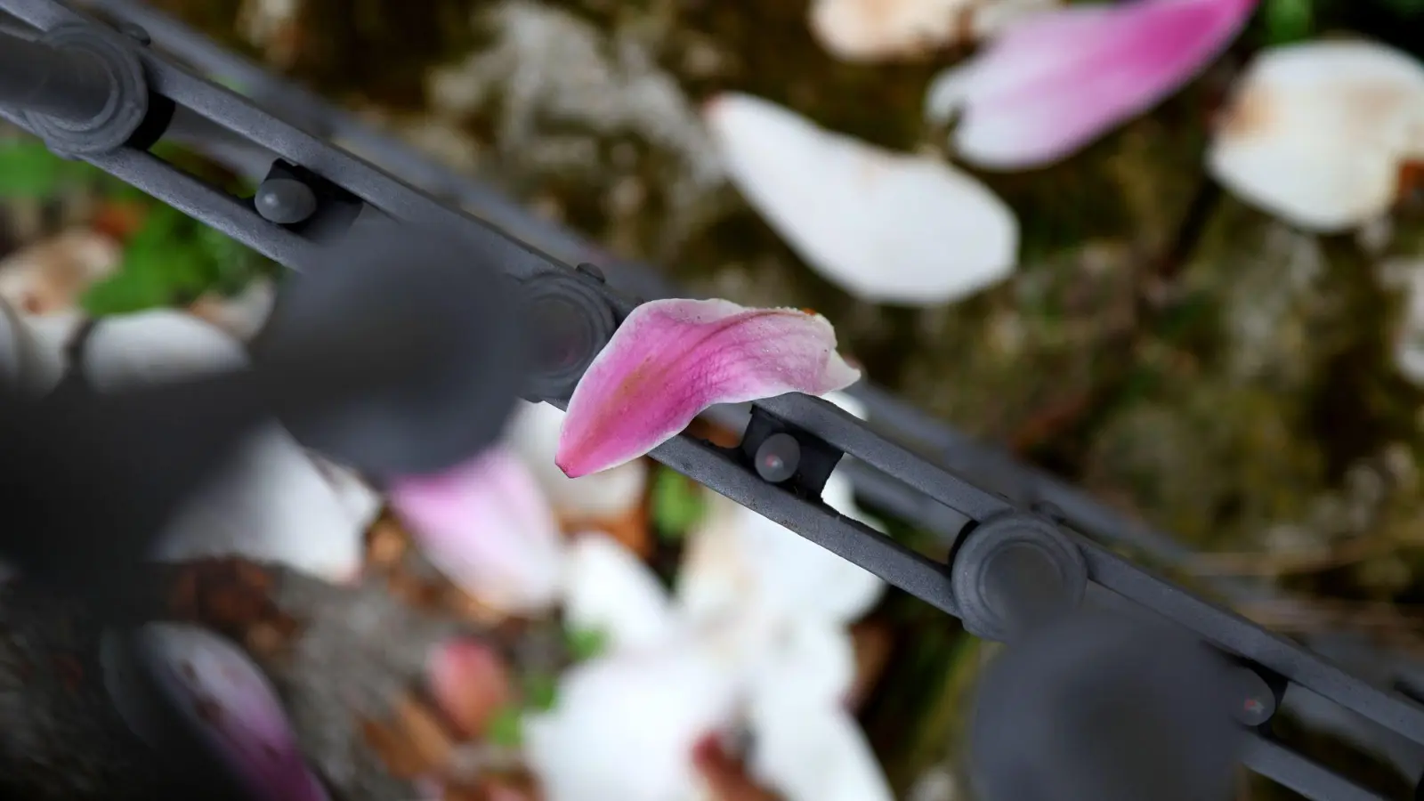 Nach einer frühlingshaften ersten Aprilwoche macht sich Regen breit. (Foto: Karl-Josef Hildenbrand/dpa)
