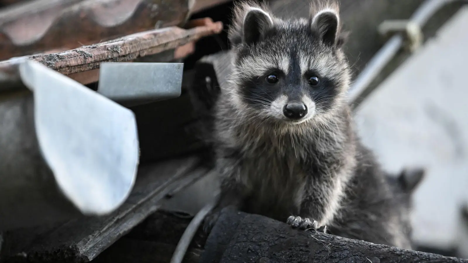 Ein junger Waschbär schaut von einem Dach herunter. (zu dpa: «Invasive Arten breiten sich aus - Mithilfe aller ist gefragt») (Foto: Britta Pedersen)