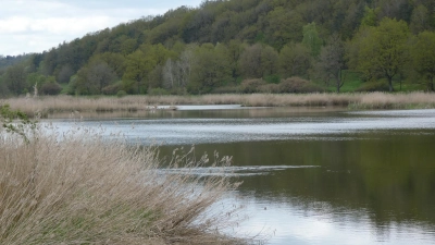Der Scheerweiher ist Ansbachs einziges Naturschutzgebiet. (Foto: Susanne Wolf)