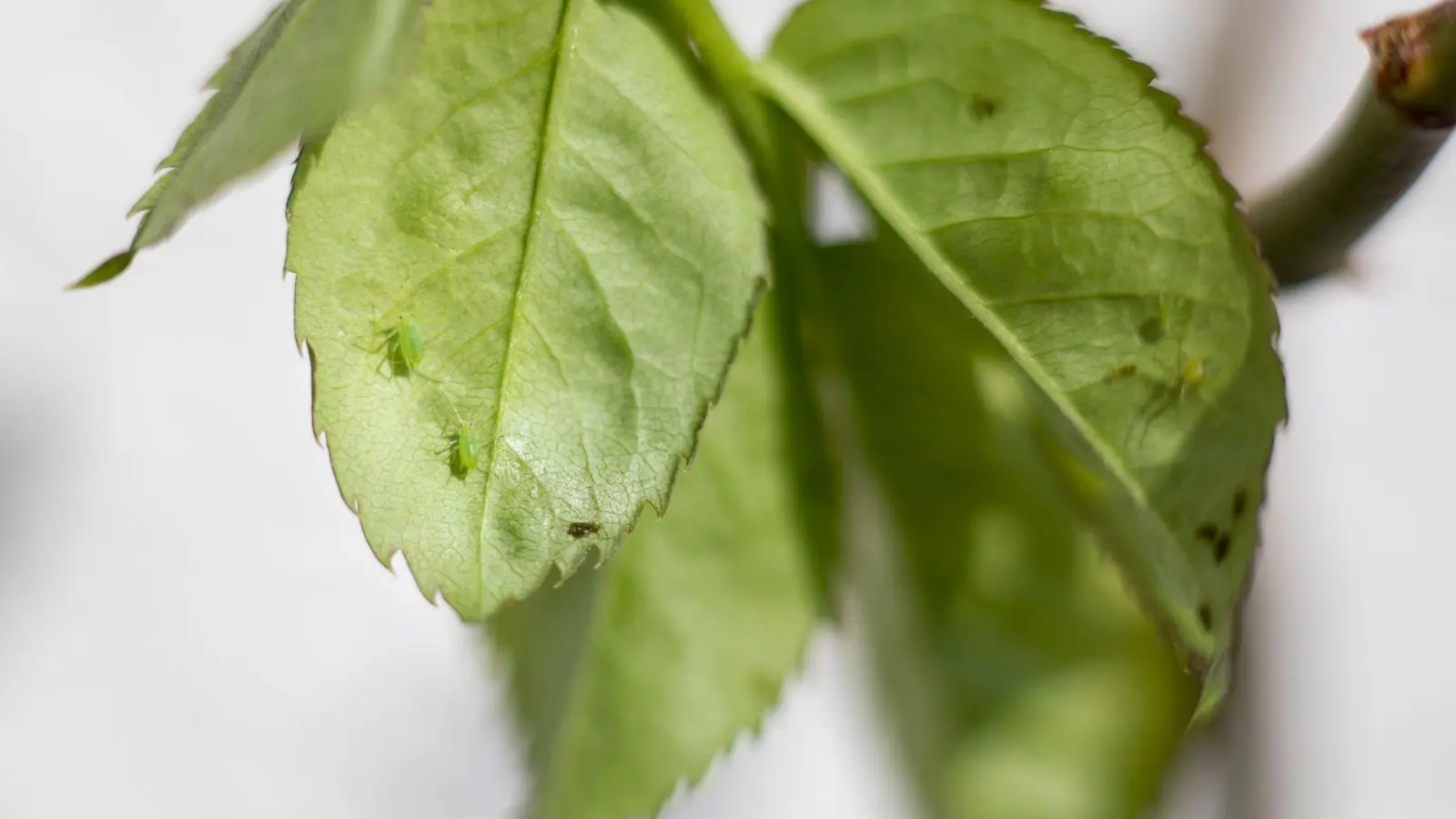 Ein paar Schädlinge am Blatt brauchen noch kein Insektenbekämpfungsmittel. (Foto: Florian Schuh/dpa-tmn)