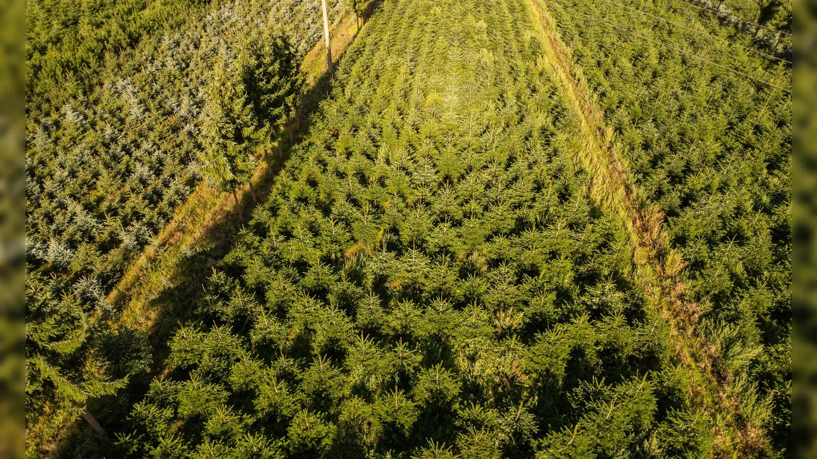 Nordmanntannen wachsen in einer Plantage in Sachsen zu Weihnachtsbäumen heran. (Foto: Robert Michael/dpa)