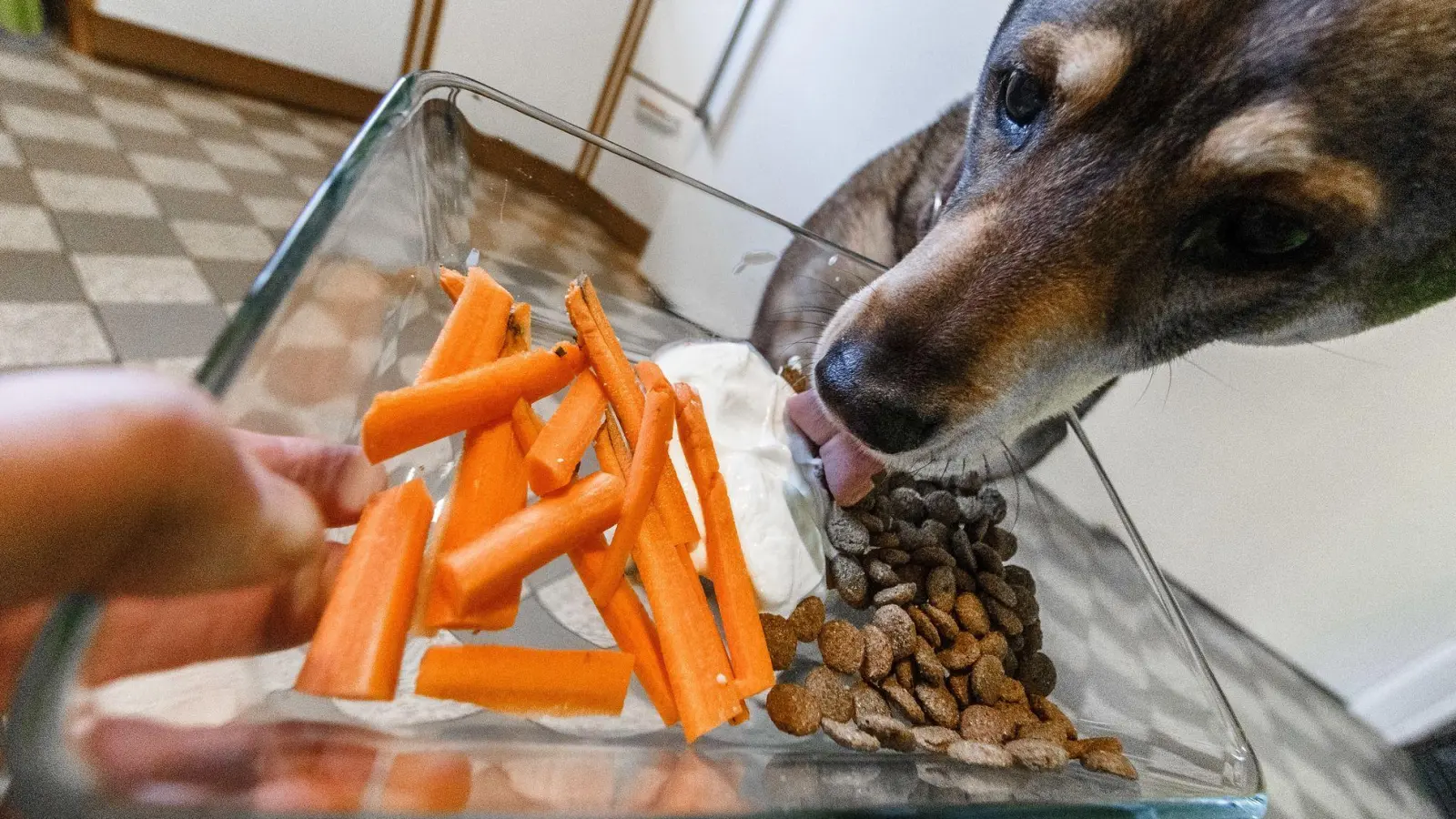 Möhren statt Fleisch: Wenn Halter auf Ausgewogenheit achten, können sie ihren Hund auch vegan ernähren. (Foto: Markus Scholz/dpa-tmn)