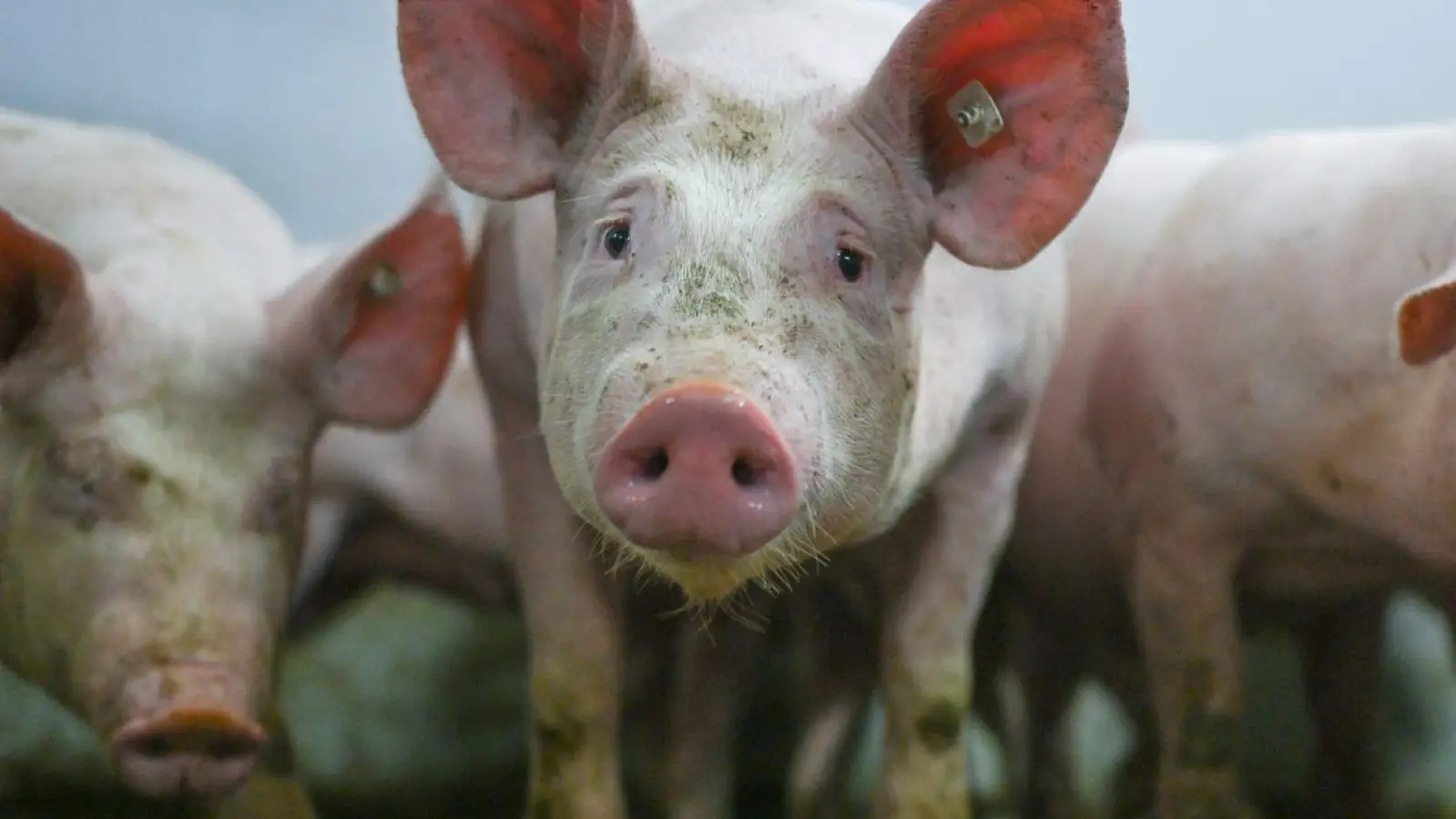 Zahlreiche Tiere starben in den Flammen. (Symbolbild) (Foto: Lars Klemmer/dpa)