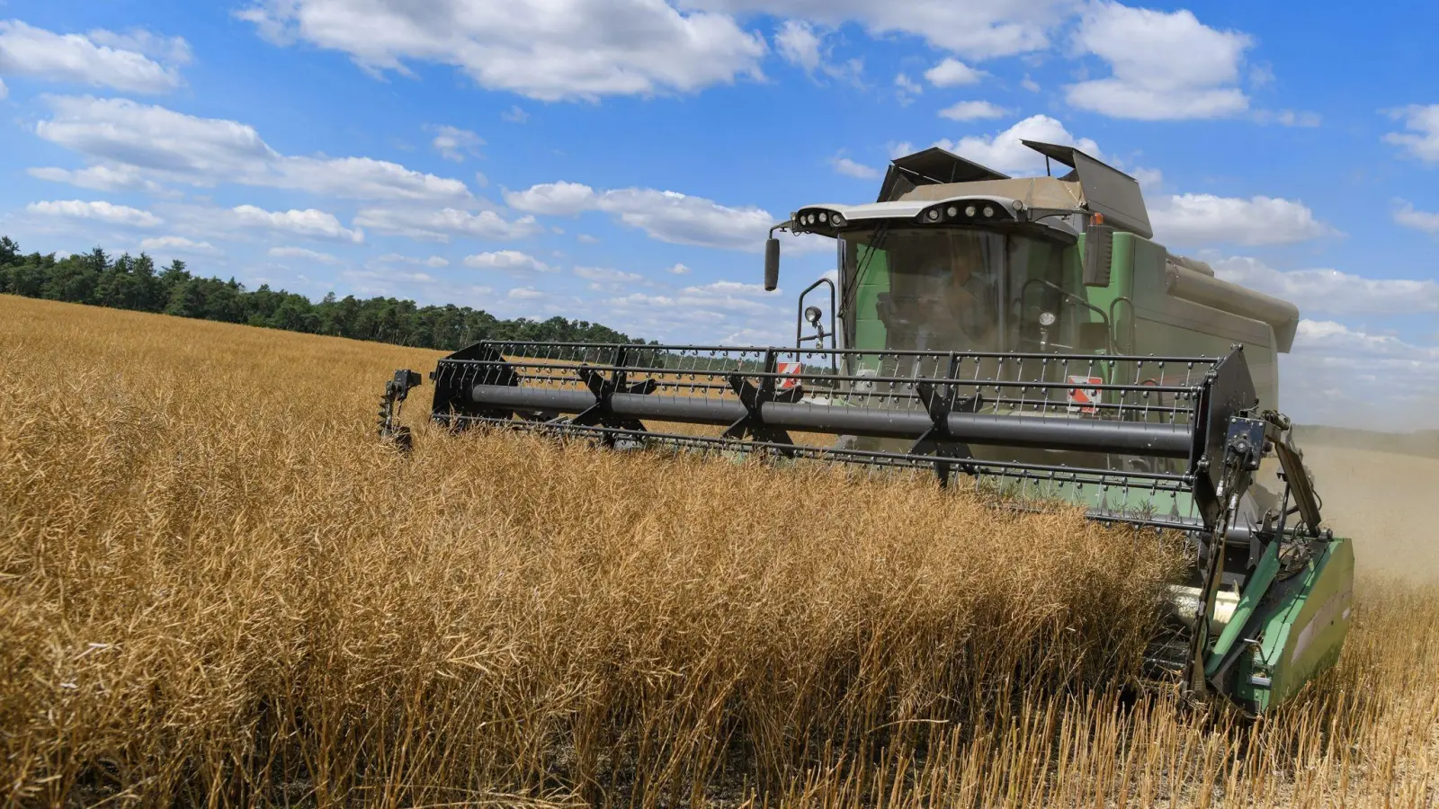 Ein Landwirt erntet mit einem Mähdrescher Raps, der in der Biosprit-Produktion gebraucht wird. (Foto: Patrick Pleul/dpa-Zentralbild/dpa)