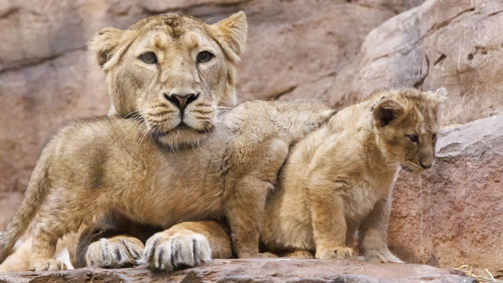 Löwin Aarany bekommt nicht zum ersten Mal Nachwuchs im Nürnberger Tiergarten. (Archivbild) (Foto: Daniel Karmann/dpa)
