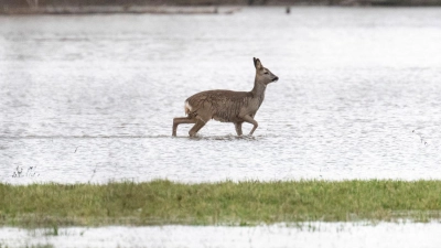 Ein Reh stakst über eine überflutete Wiese. (Foto: Boris Roessler/dpa)