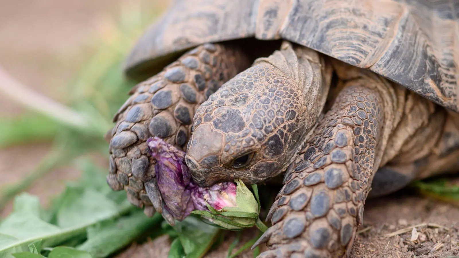 Maurische Landschildkröten können bis zu 100 Jahre alt werden. (Symbolbild) (Foto: Vogl Daniel/dpa)
