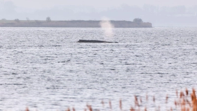 Die Umgebung des Wals wurde am Donnerstag für eine mögliche Bergung vermessen. (Foto: Marcus Golejewski/dpa)