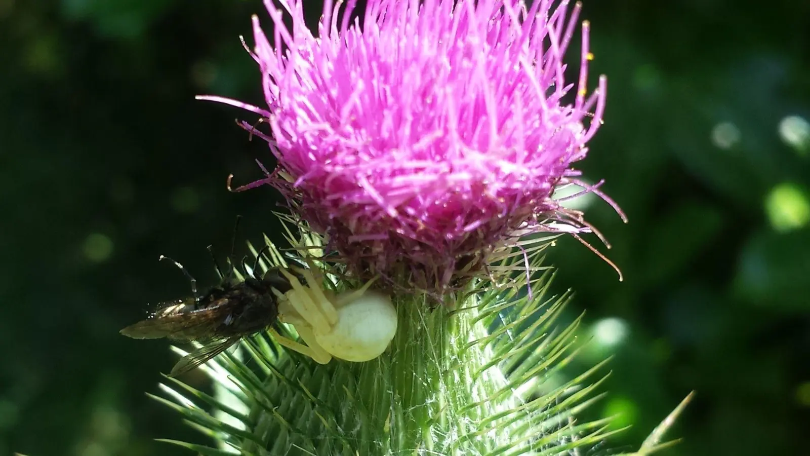 Im Kreislauf der Natur sind die Stubenfliegen auch als Beute wichtig. Hier gerät ein Insekt in die Vorderbeine einer Veränderliche Krabbenspinne. Diese trägt ihren Namen, weil sie ihre Farbe zur Tarnung wechseln kann. (Foto: Eric Klöckner)
