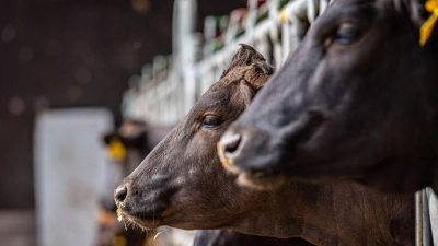 Mit Rinderherpes infizierte Tiere können die Krankheit schnell an weitere Herdenmitglieder weitergeben. (Symbolbild: Guido Kirchner/dpa)