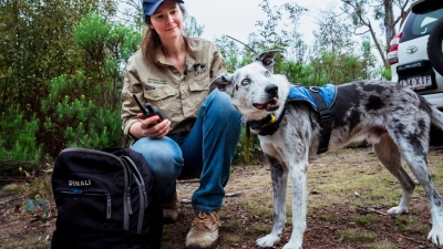 Der Australian Koolie namens Bear hat in seiner Spürhund-Laufbahn mehr als 100 in Not geratene Koalas aufgespürt. Romane Cristescu war eine seiner Hundeführerinnen. (Archivbild) (Foto: Stacey Hedman/IFAW/dpa)
