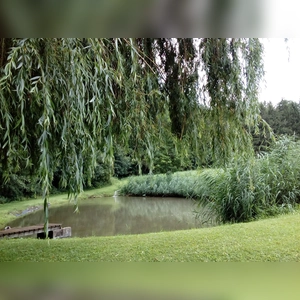 Idylle am Weiher - gesehen bei Wohnbach (Foto: Hannelore Krauß)