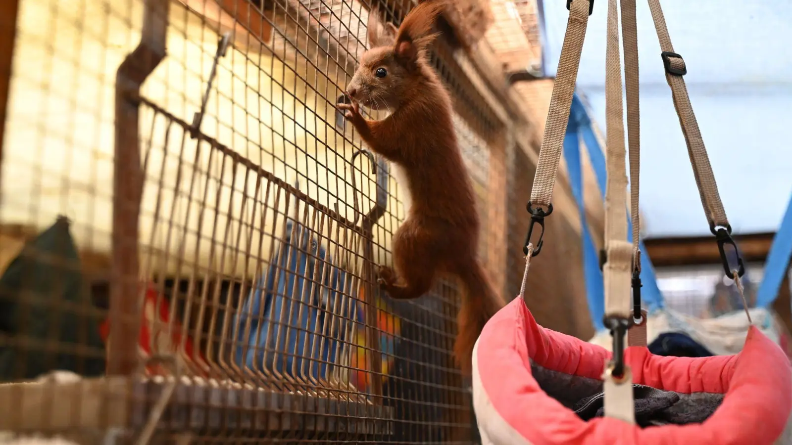 Sie wollen klettern. Ein Blick in die Auffangstation der Eichhörnchen-Hilfe im brandenburgischen Teltow - ein Projekt der Organisation Aktion Tier.  (Foto: Katharina Kausche/dpa)