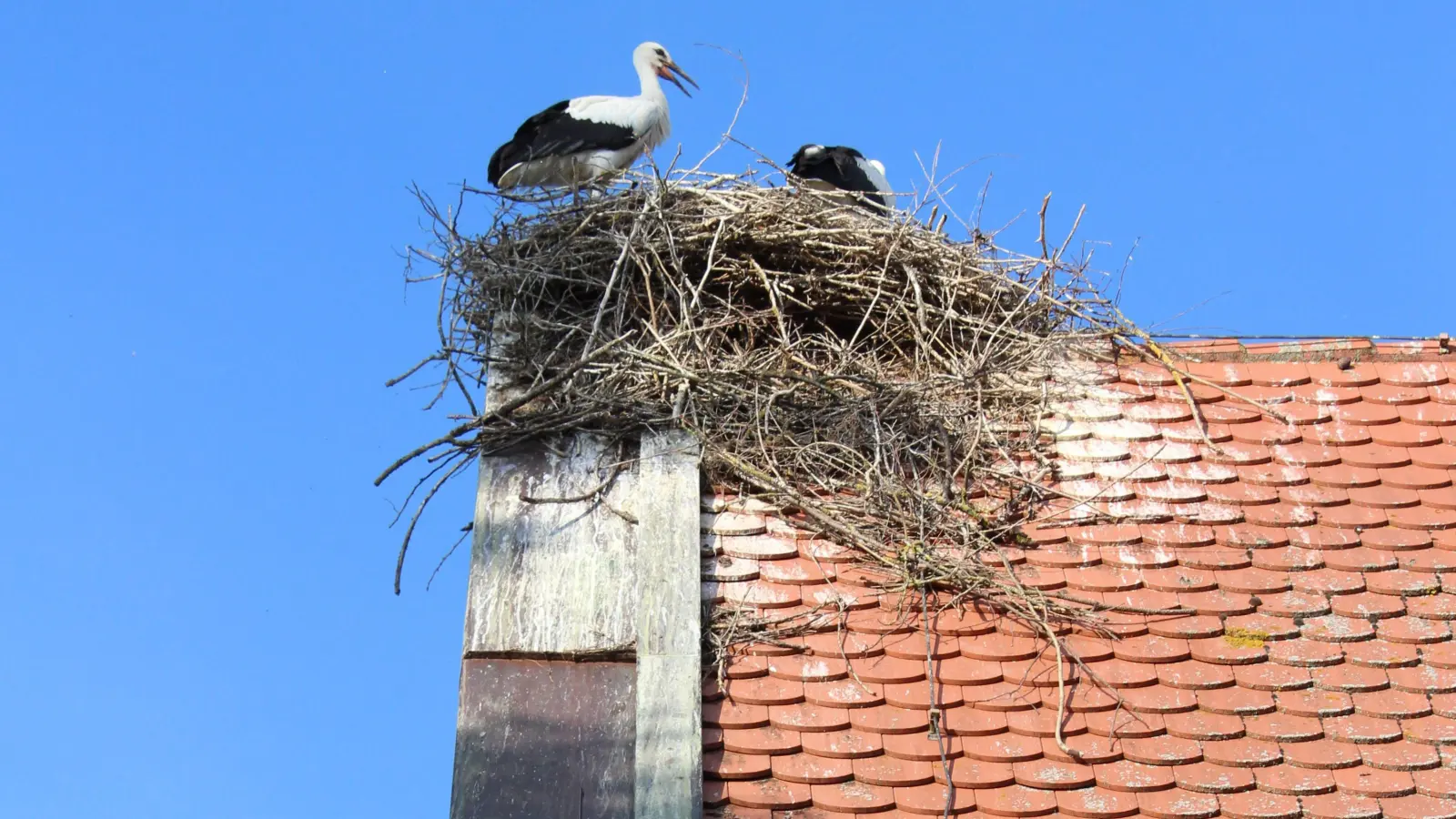 Das Nest auf der Siechkappelle an der Altmühl. Hier hat sich bereits jede Menge Nistmaterial vom Horst gelöst und ist bis hinunter in die Dachrinne gerutscht. (Foto: Peter Zumach)