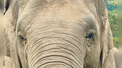 Anwohner vermuten, der Elefant könnte „einen Geschmack für menschliche Nahrung entwickelt“ haben. (Archivbild) (Foto: Carola Frentzen/dpa)