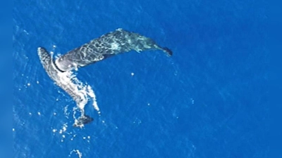 Ein junger Pottwal rammt einen anderen seitlich mit dem Kopf. (Foto: -/Association Tursiops/dpa)