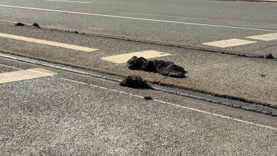 In der Hitze ist Bitumen weich geworden und klebt wie zähes Kaugummi an Schienen und Rädern der Straßenbahnen (Archivbild) (Foto: Irena Güttel/dpa)
