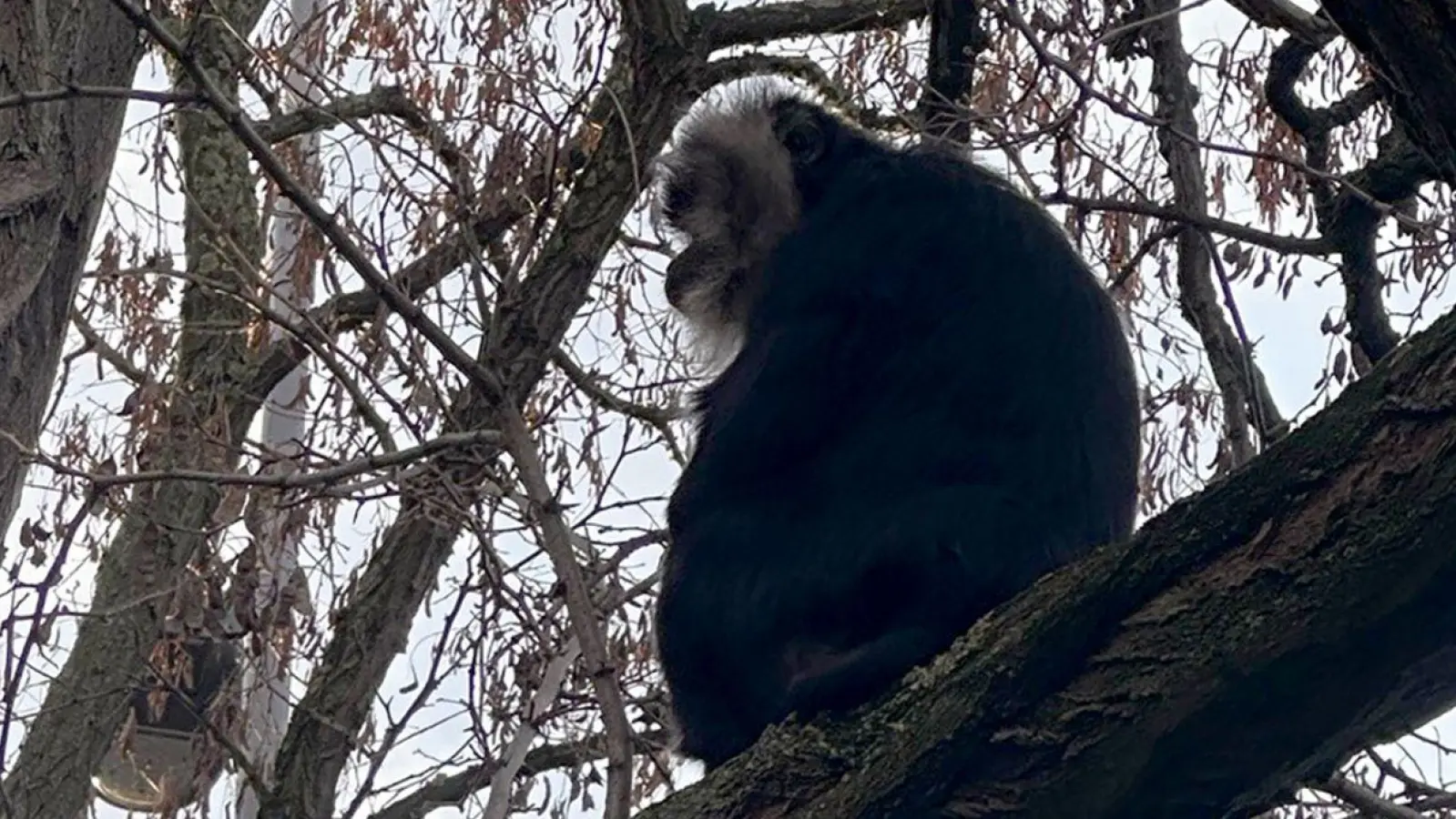 Der aus dem Zoo Leipzig gestohlene Bartaffe Ruma wurde wiedergefunden. (Foto: Zoo Leipzig/dpa)