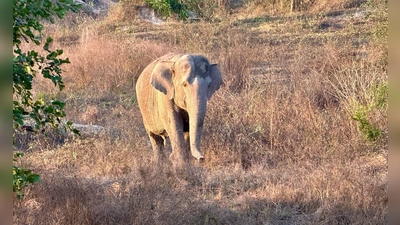 Asiatische Elefanten gelten als stark bedroht. (Archivbild) (Foto: Carola Frentzen/dpa)