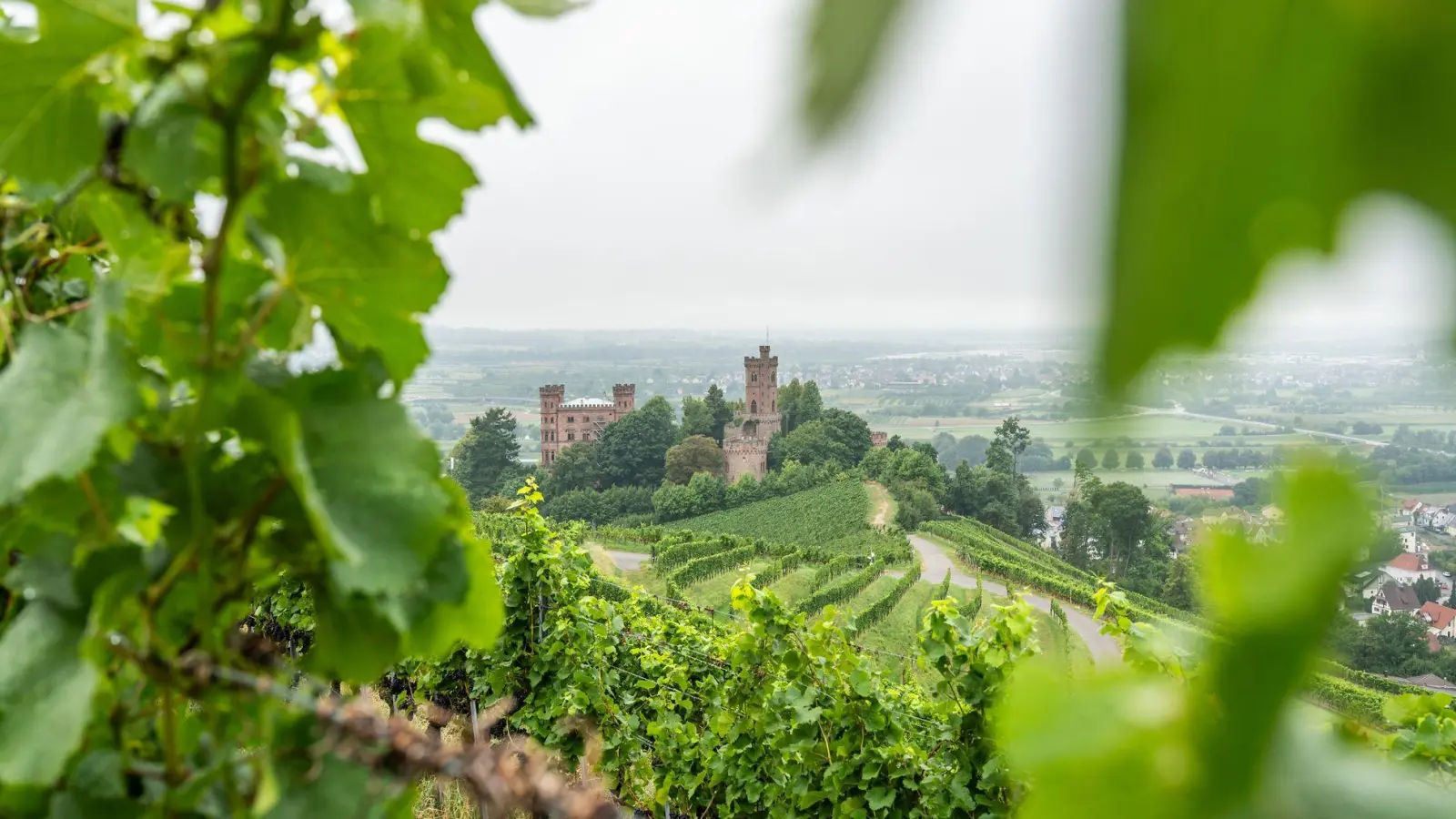 Die Reben auf den Weinbergen rings um das Schloss Ortenberg im badischen Ortenaukreis wachsen auf alten Granitböden und verleihen den daraus produzierten Weinen besondere mineralische Tiefe. (Foto: Silas Stein/dpa/dpa-tmn)