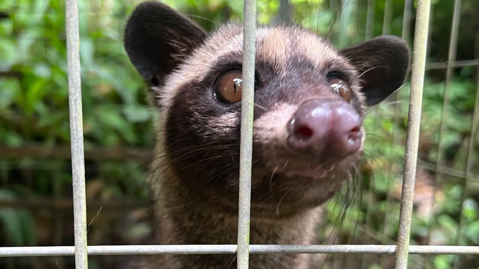 Eine junge Schleichkatze in ihrem Käfig in einem Kaffeegarten für Touristen auf Bali. Die Tiere werden eingesperrt, um Luwak Coffee (Kopi Luwak) zu produzieren, den wohl teuersten Kaffee der Welt. (Foto: Carola Frentzen/dpa)