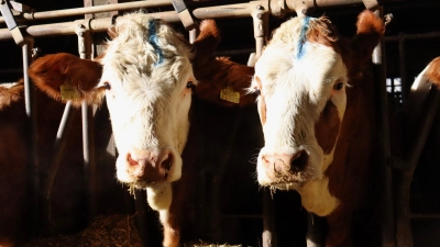 Landwirte sind angewiesen, den Gesundheitszustand ihrer Tiere täglich zu kontrollieren, um Krankheiten frühzeitig zu erkennen. Bei Weidehaltung ist das schwer umsetzbar. (Symbolbild: Antonia Müller)