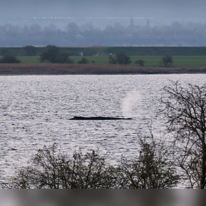 Das Umweltministerium Mecklenburg-Vorpommern hat entschieden, den Wal vor der Insel Poel weiter in Ruhe zu lassen. (Archivbild) (Foto: Marcus Golejewski/dpa)