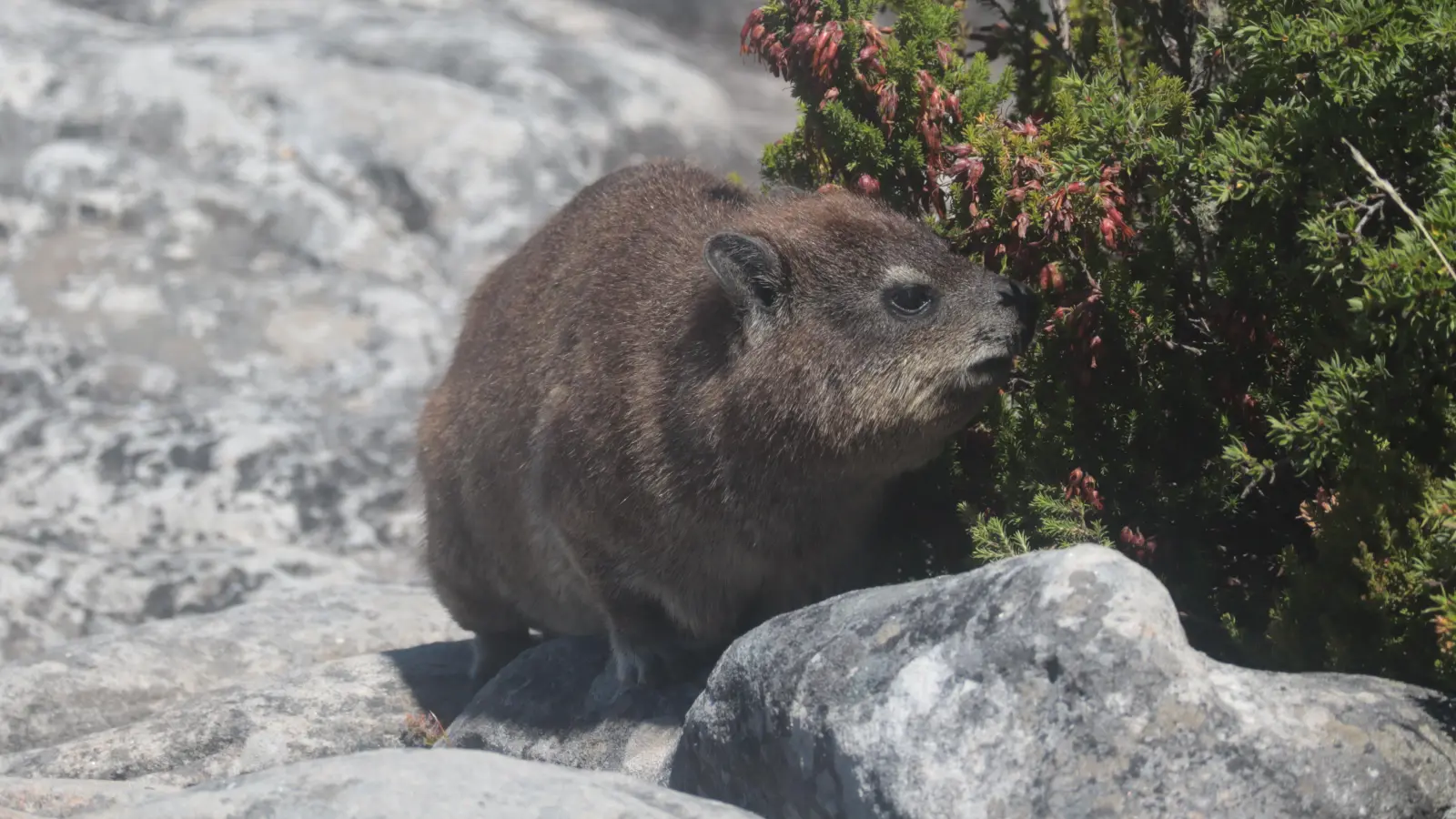 Was fast aussieht wie ein Murmeltier, ist tatsächlich ein Klippschliefer. Und ist damit der engste Verwandte des Elefanten, wie Forscher durch die Untersuchung der DNS herausgefunden haben. (Foto: Gudrun Bayer)