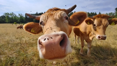 Rinder beweiden derzeit schon eine Fläche in der Gräf, die als Ausgleichsfläche für bereits abgeschlossene Bauvorhaben der Stadt diente. Der Wald drumherum soll nun zum Mittelwald umgebaut werden. (Foto: Katrin Merklein)