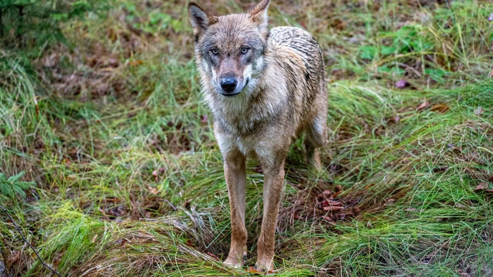 Bei einem in der Oberpfalz gefundenen Tierkadaver könnte es sich nach Polizeiangaben um einen Jungwolf handeln. (Symbolbild) (Foto: Armin Weigel/dpa)