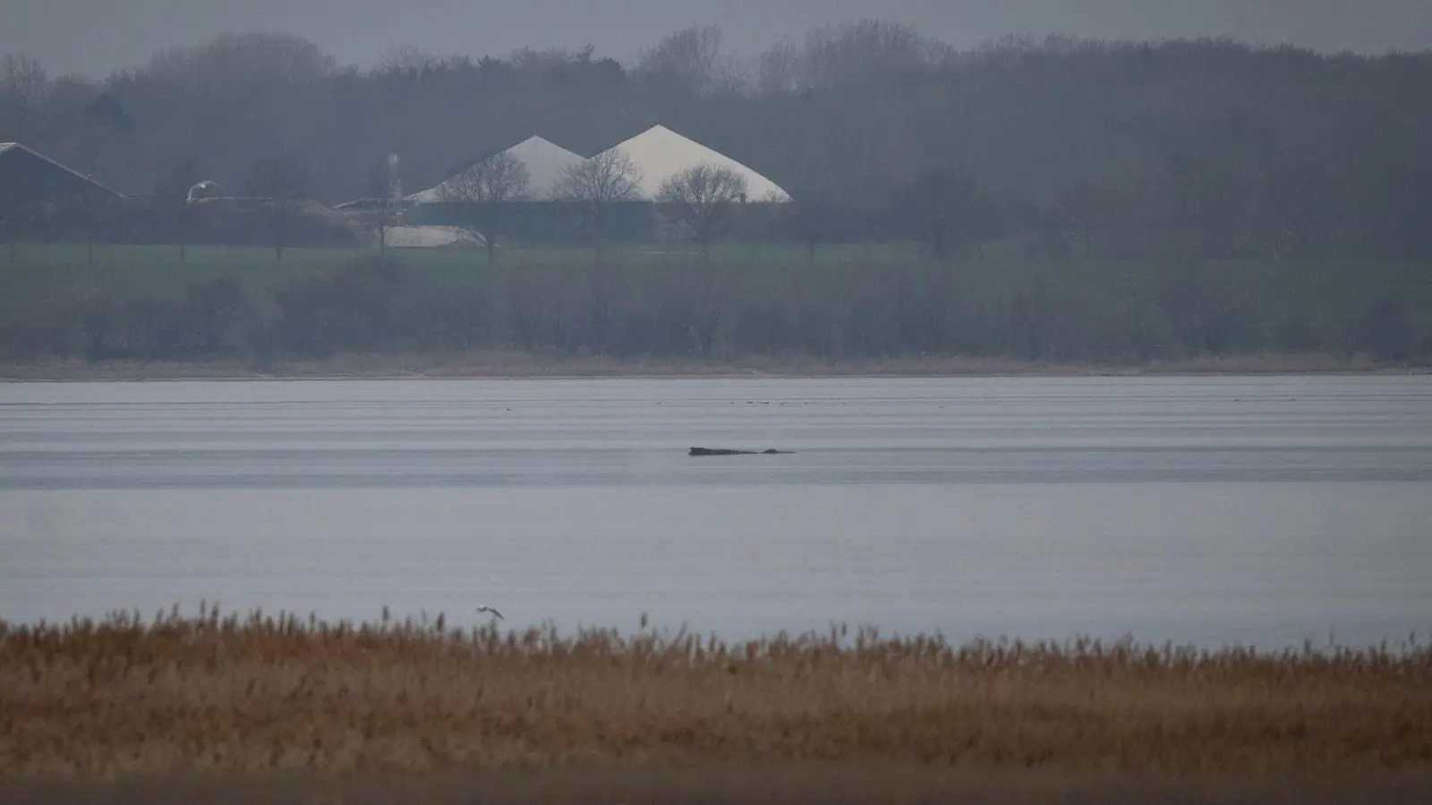 Greenpeace hofft, dass sich der Wal selbst befreien kann.  (Foto: Philip Dulian/dpa)