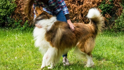 Garten mit Auslauf: hundesicherere Zäune und Hecken schützen vor ungewollten Ausflügen – und ermöglichen dem Tier freie Bewegung ohne Leine. (Foto: Christin Klose/dpa-tmn)