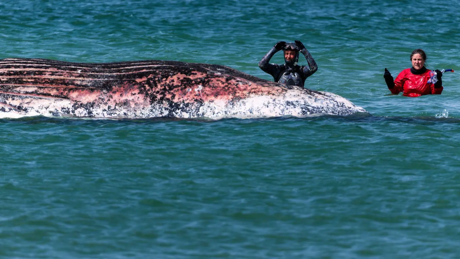 Der Buckelwal vor der dänischen Insel Anholt  soll auf das Festland gezogen werden. (Archivbild) (Foto: Marcus Golejewski/dpa)