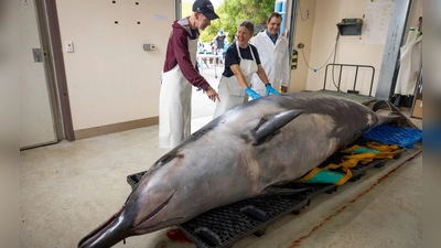 Wissenschaftler haben den Kadaver eines Bahamonde-Schnabelwals untersucht. (Archivbild) (Foto: Derek Morrison/AP/dpa)