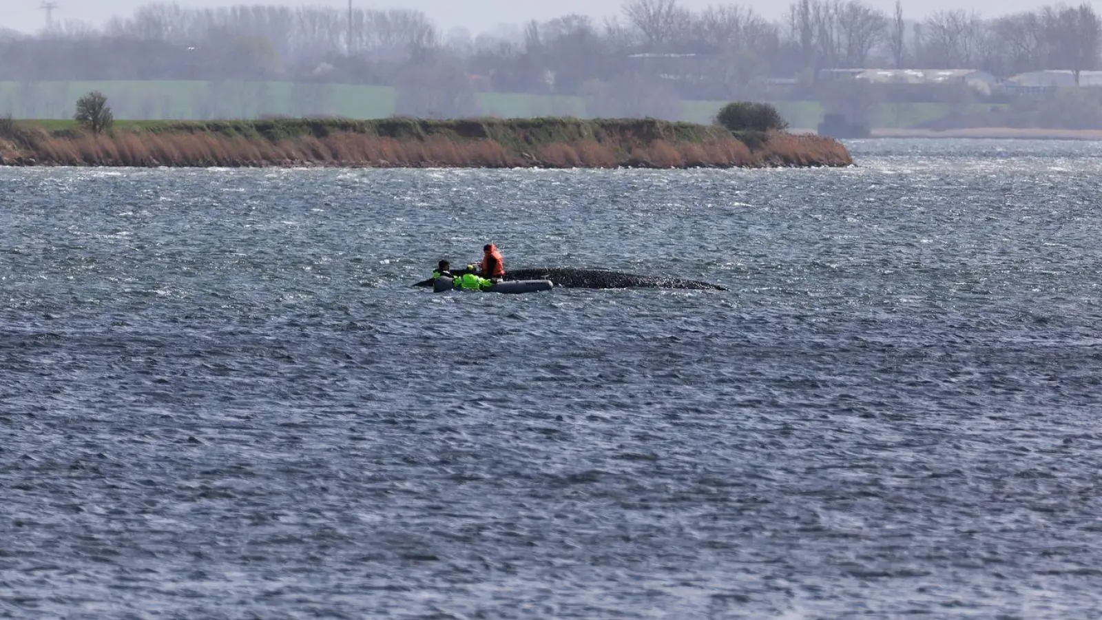 Jetzt soll auch die Wasserqualität beim gestrandeten Wal geprüft werden.  (Foto: Marcus Golejewski/dpa)