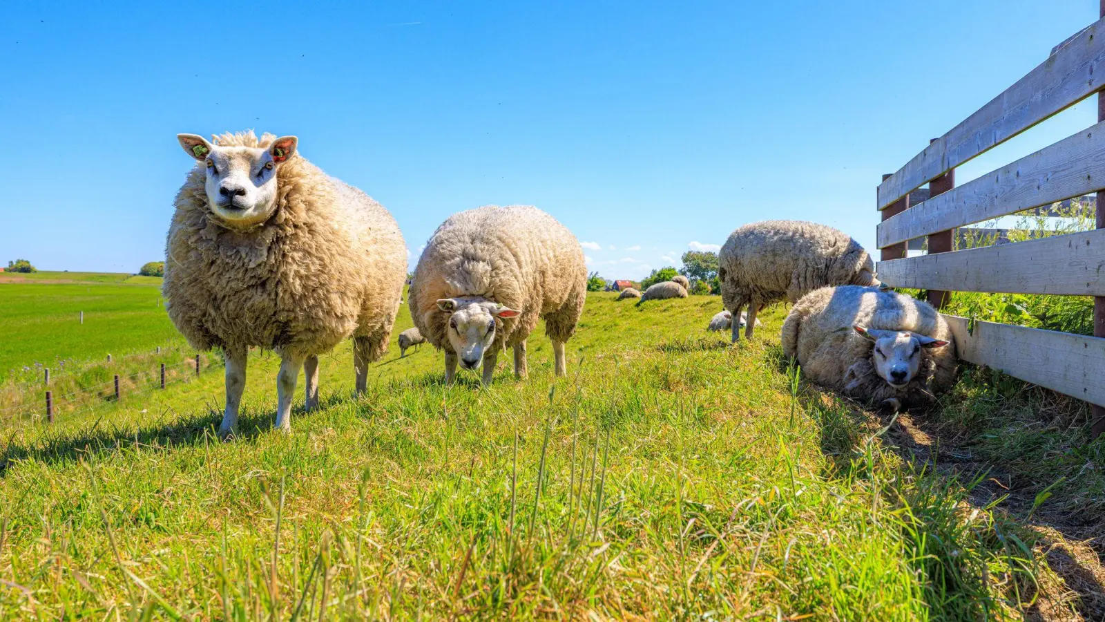 Schafe auf Texel: Sie sind die natürlichen „Rasenmäher“ der Insel (Foto: Iris Borst/VVV Texel/dpa-tmn)