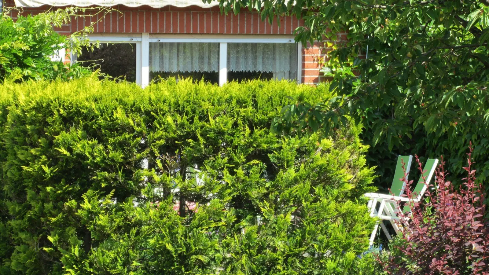 Eine Hecke ist Schutz in mehrfacher Hinsicht: Sie ist Sichtschutz, aber auch eine Windbarriere, die Pflanzen im Garteninneren hilft. (Foto: Andrea Warnecke/dpa-tmn)