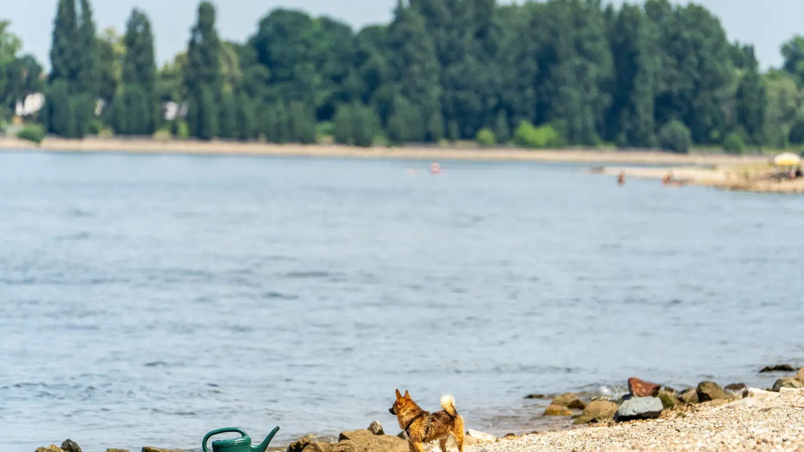 Seit Samstagabend werden drei Menschen nach dem Baden im Rhein vermisst. (Archivbild) (Foto: Andreas Arnold/dpa)