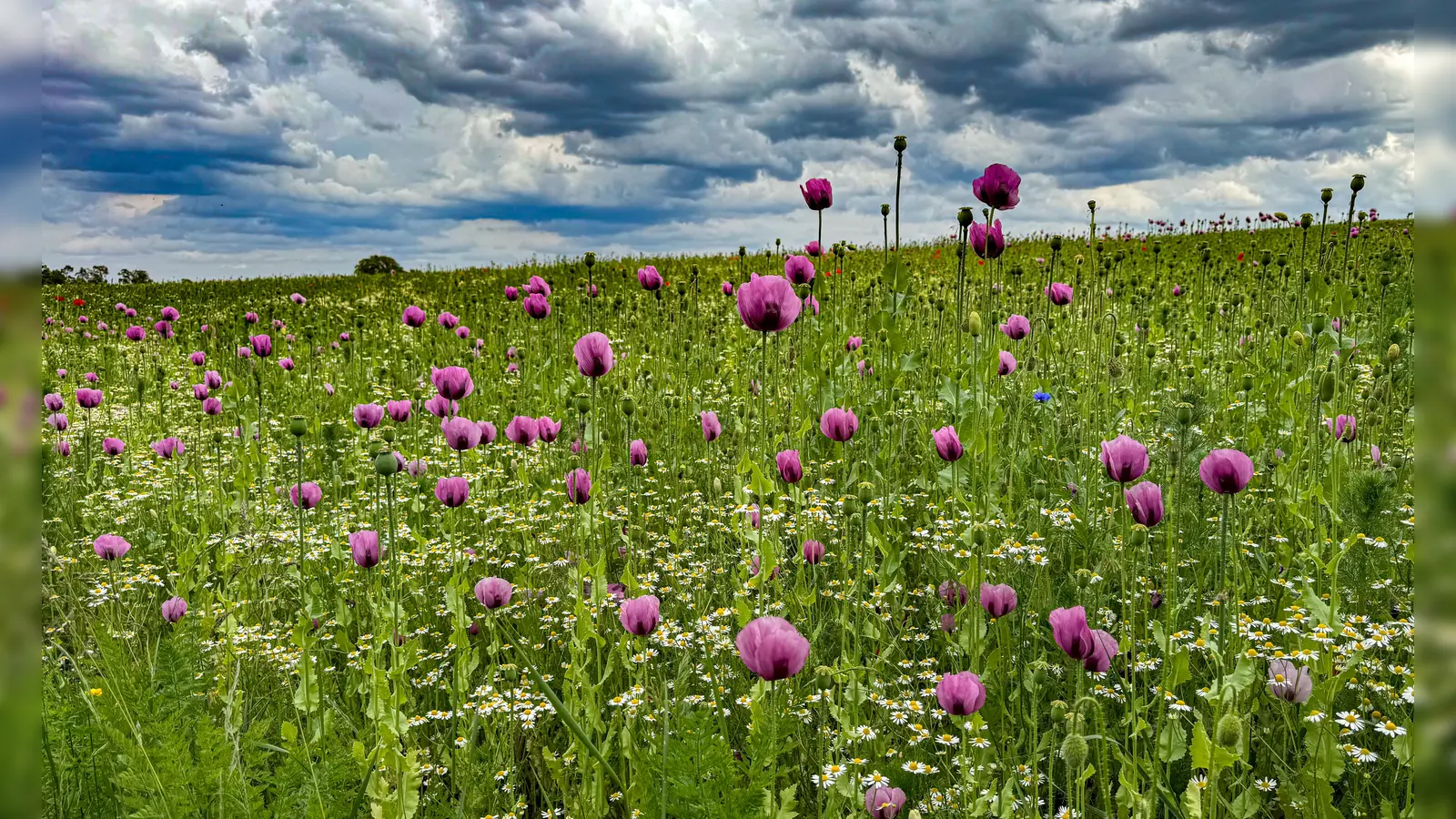 Platz 7: Farbenspiel an der Hochstrasse bei Dietenhofen.(83 Votes)	 (Foto: Lisa-Marie Kase)