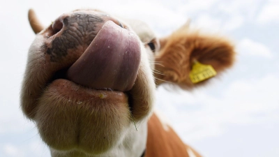 Kühe sollen auf einem Parkplatz Autos von Wanderern demoliert und abgeleckt haben. (Symbolbild) (Foto: Angelika Warmuth/dpa/dpa-tmn)