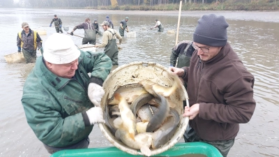 Gemeinsamer Einsatz bei der Fischernte am oberen Brunnweiher in der Gemeinde Ehingen. (Foto: Jürgen Eisen)